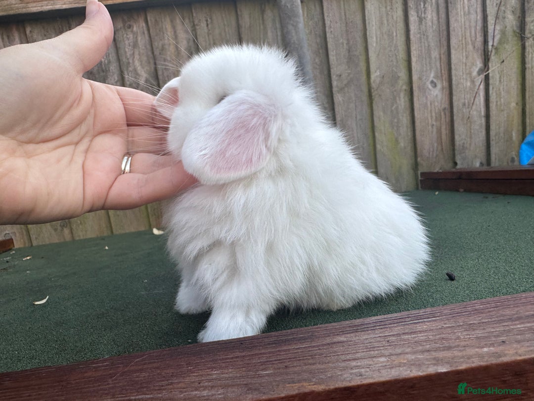 Mini Lop rabbits for sale: TOP QUALITY baby mini lops - Image 7