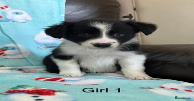 Border Collie dogs - Advert 15