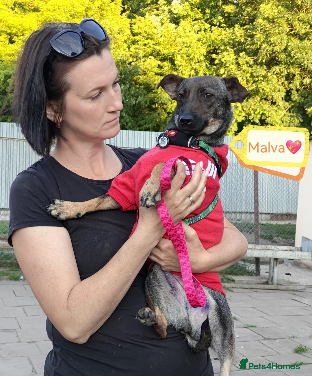 Mixed Breed dogs for adoption: 💖🐶 MALVA 🐶💖 - Image 4