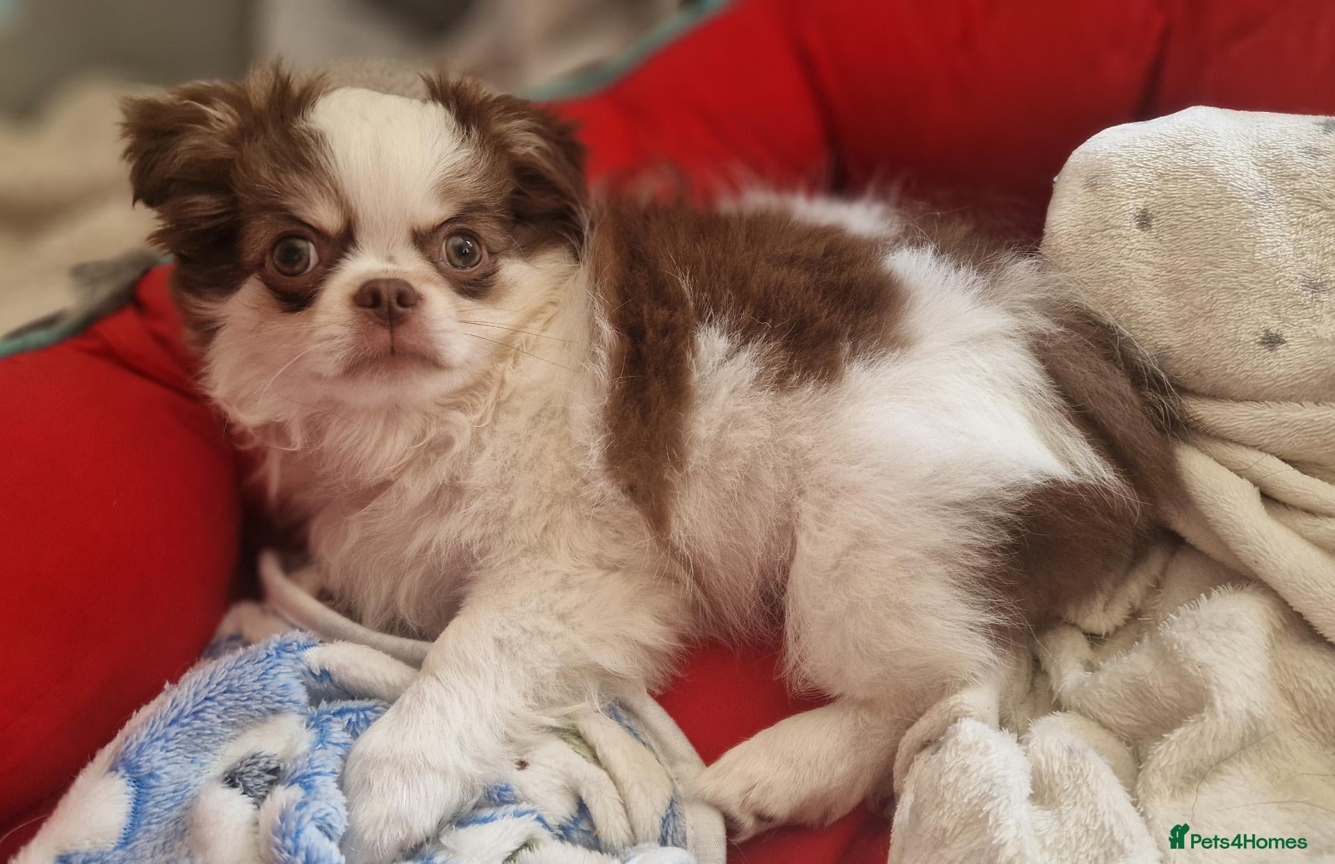 Chihuahua dogs READY NOW KC reg CHIHUAHUA Long coat chocolate boy - Advert 7