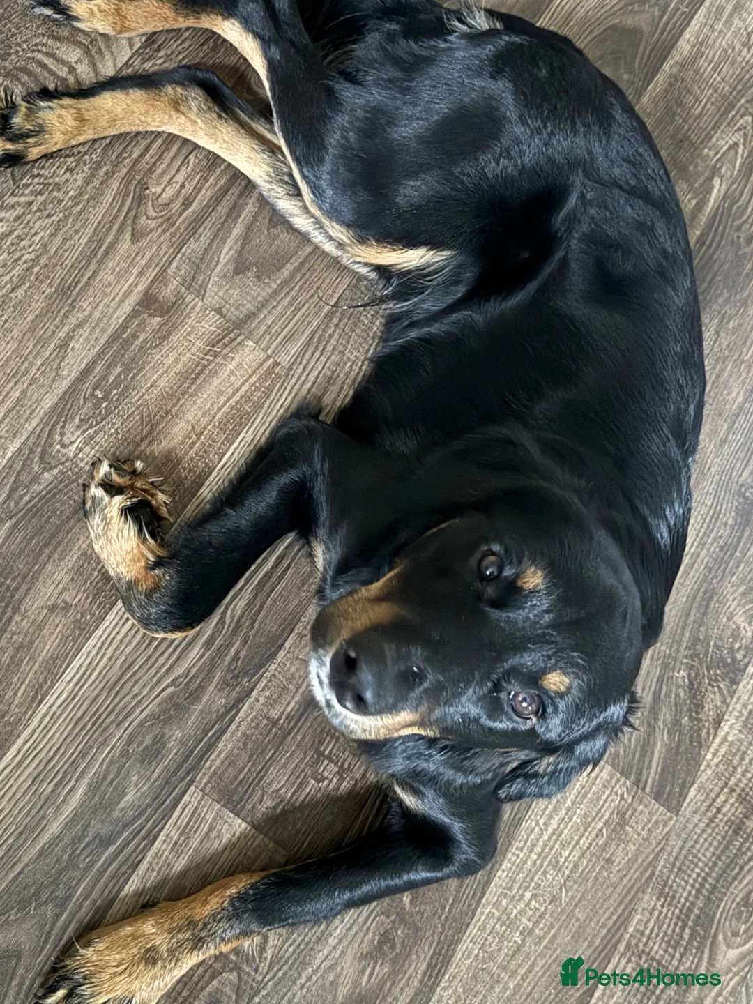 Mixed Breed dogs for sale: Stitch needs a forever home (Not £75) - Advert 1