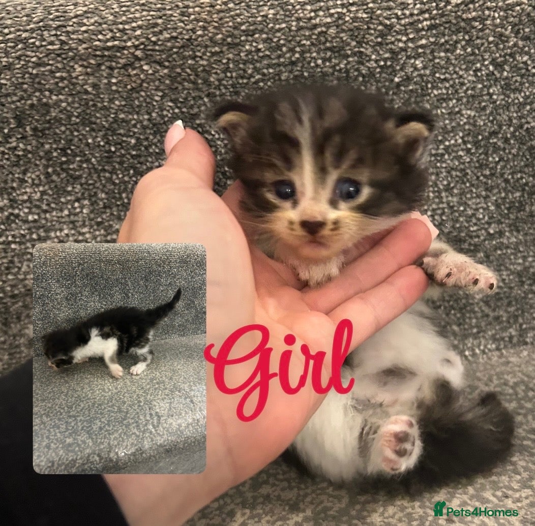 Mixed Breed cats Beautiful kittens for sale  - Advert 19
