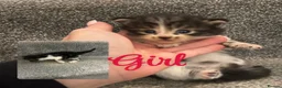 Mixed Breed cats for sale: Beautiful kittens for sale  - Advert 5