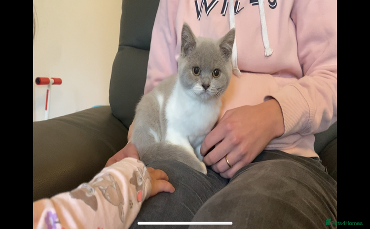 British Shorthair cats - Advert 1