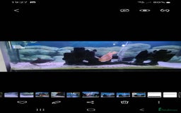 Catfish fish for sale: Large Fish Tank 120 x 70 x 38 cm with Catfish etc  - Image 10
