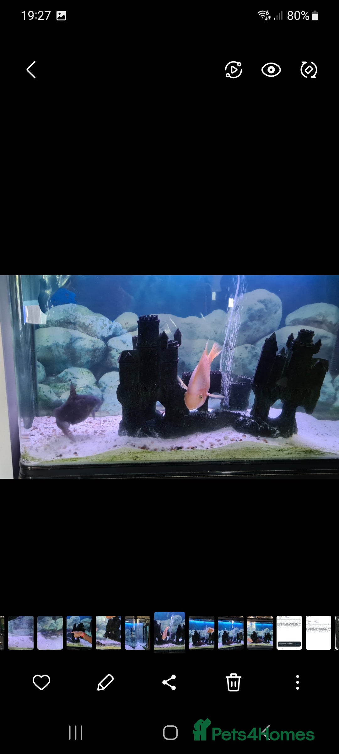 Catfish fish for sale: Large Fish Tank 120 x 70 x 38 cm with Catfish etc  - Image 10