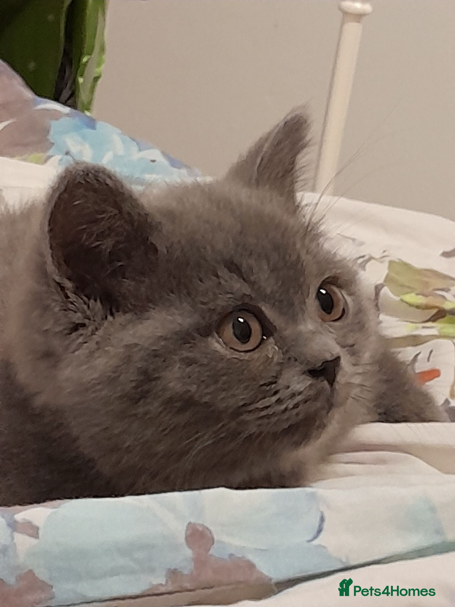 British Shorthair cats LAST STUNNING GCCF BSH SOLID  BLUE - READY NOW  - Advert 2