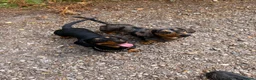 Dachshund dogs for stud: Black and Tan Silver Dapple Dachshund for Stud! - Advert 4
