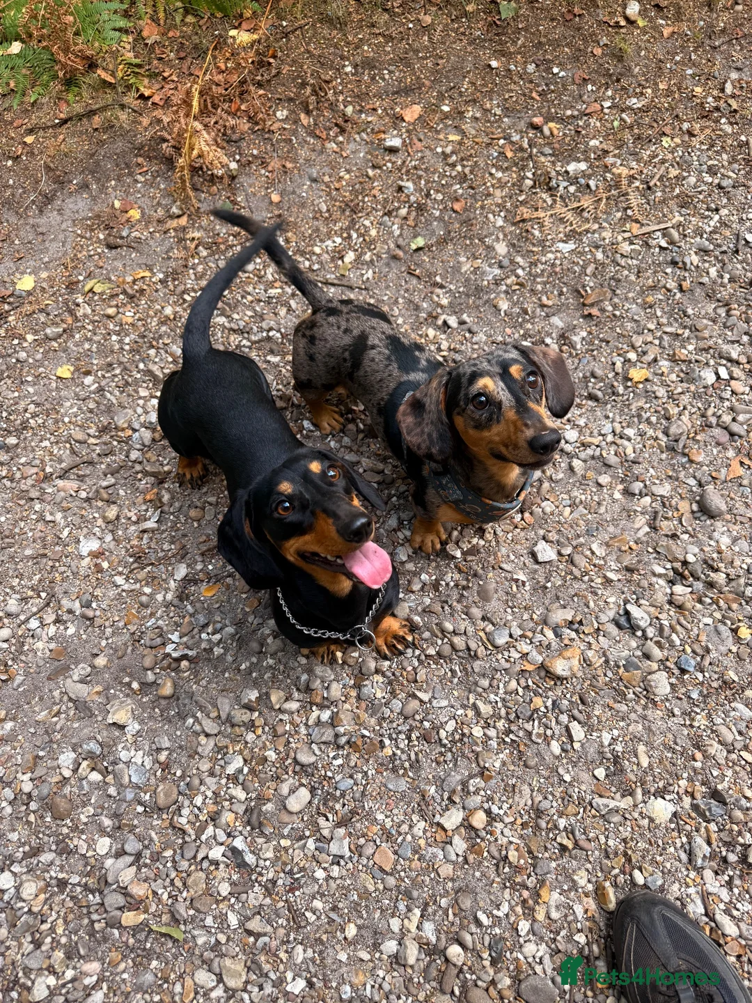 Dachshund dogs for stud: Black and Tan Silver Dapple Dachshund for Stud! - Advert 4