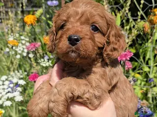 Cavapoo dogs 🐶Ruby Red Tiny Toy Cavapoo Puppies 🐶 - Advert 5