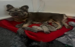 French Bulldog dogs for sale: French bulldog male - Advert 11