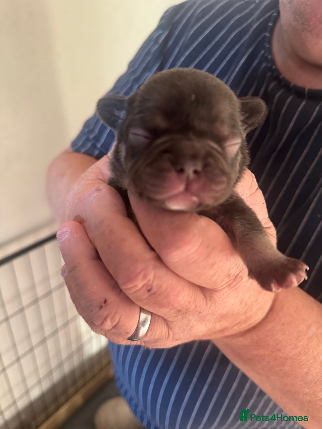 French Bulldog dogs for sale: French bulldog puppies  - Advert 7