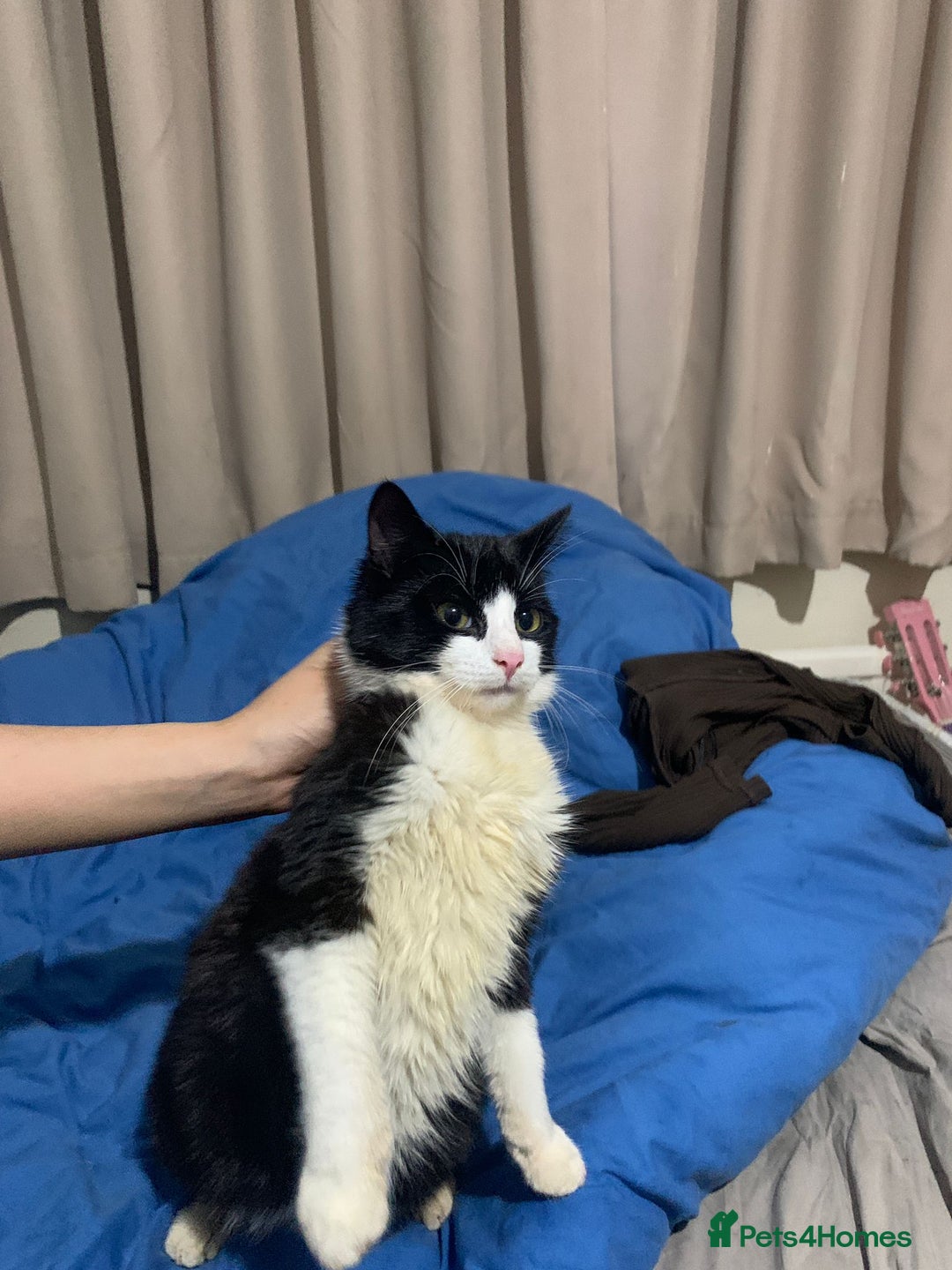 Mixed Breed cats for adoption: 4 lovely kittens looking for there forever home  - Advert 4