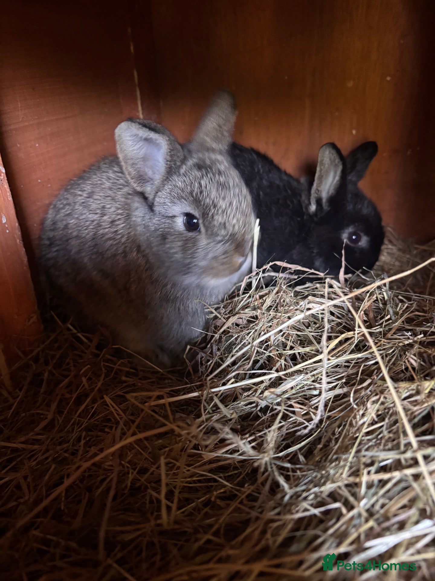 Mini Lop rabbits Two Mini Lop Girls Ready To Go Now - Advert 3