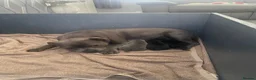 Staffordshire Bull Terrier dogs for sale: Staffordshire bull terrier pups  - Advert 1