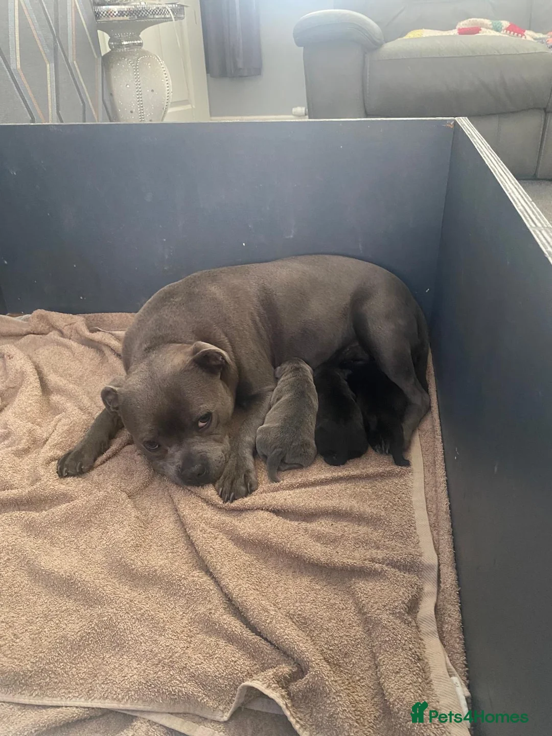 Staffordshire Bull Terrier dogs for sale: Staffordshire bull terrier pups  - Advert 1
