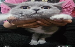 British Shorthair cats for sale: British shorthair  - Image 4