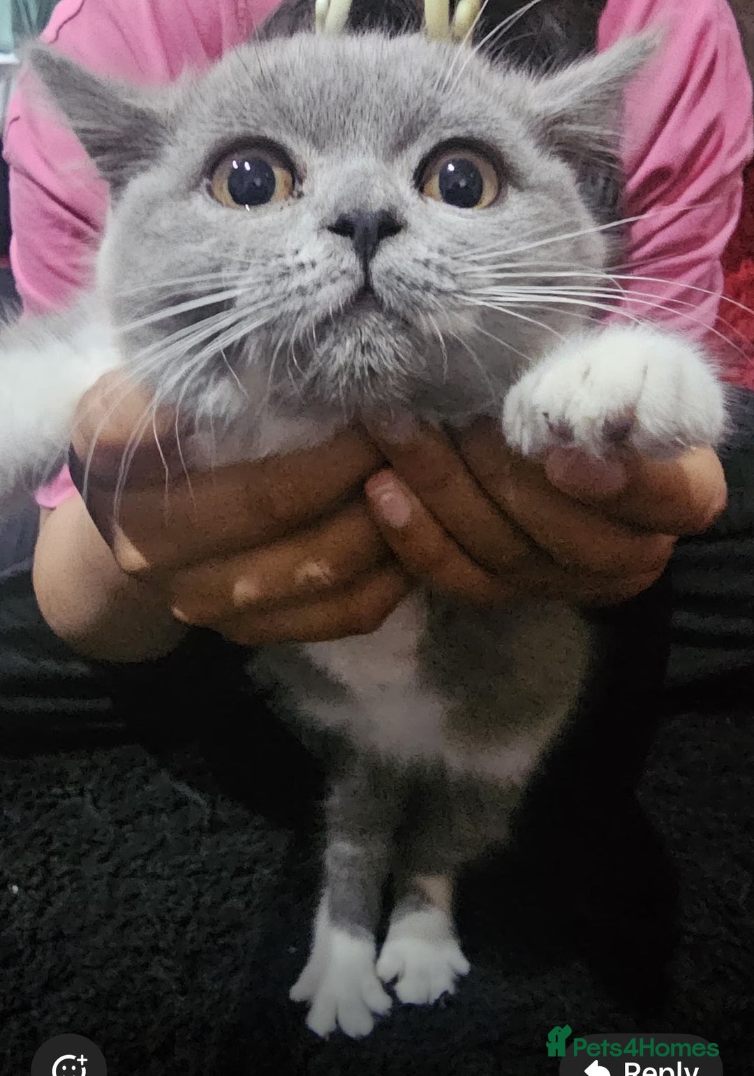 British Shorthair cats for sale: British shorthair  - Image 4