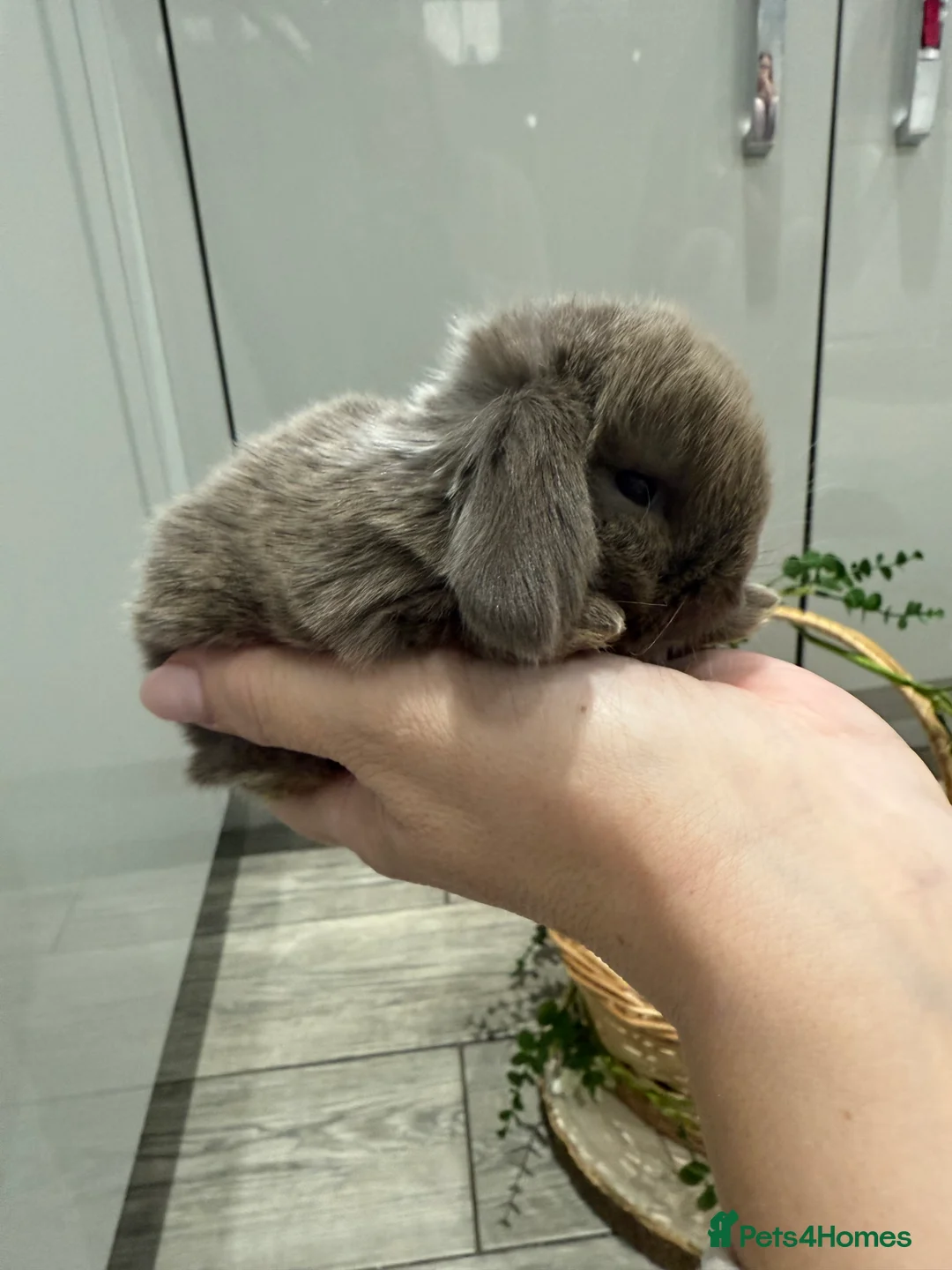 Mini Lop rabbits for sale: Beautiful mini lops available to reserve  - Advert 8
