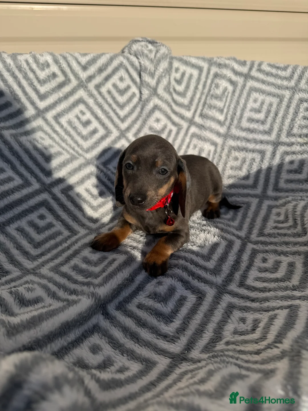 Miniature Dachshund dogs for sale: Dachshund Puppies Ready To Leave  - Advert 7