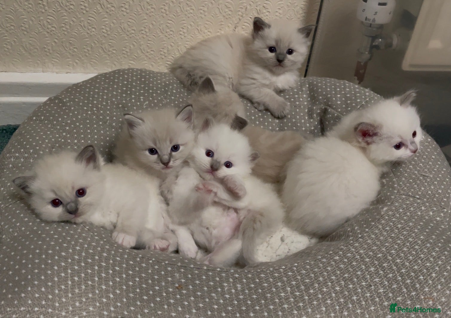 Ragdoll cats Ragdoll Kittens GCCF lilac and Blue beautiful  - Advert 1