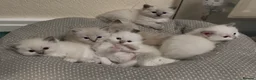 Ragdoll cats for sale: Ragdoll Kittens GCCF lilac and Blue beautiful  in Gainsborough - Advert 1