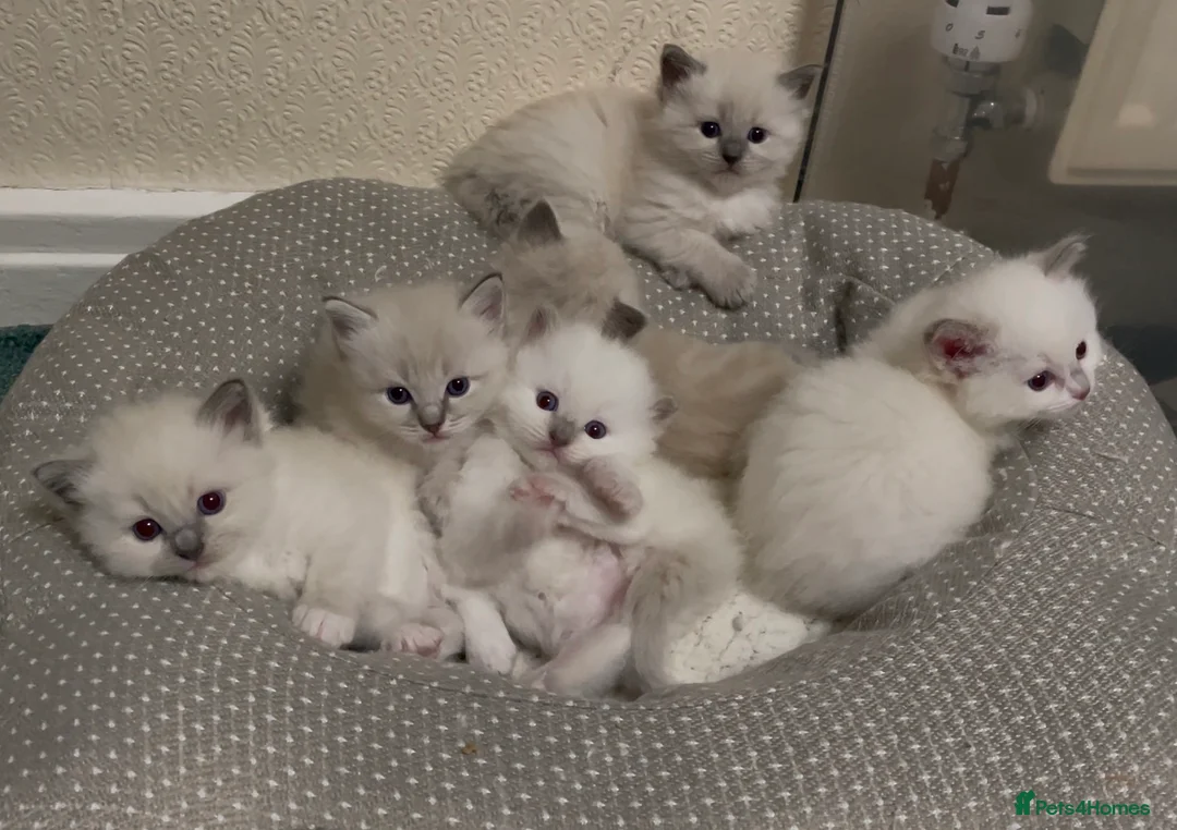 Ragdoll cats for sale: Ragdoll Kittens GCCF lilac and Blue beautiful  in Gainsborough - Advert 1