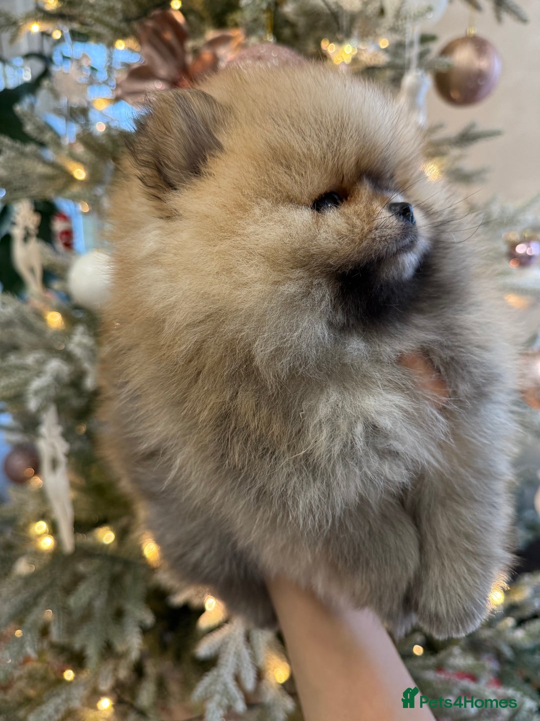Pomeranian dogs for sale: KC Registered Pomeranian Puppies - Advert 7