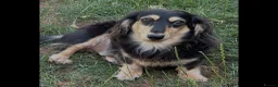 Miniature Dachshund dogs for sale: Stunning Miniature Silky Wire Haired Dachshunds  in Torquay - Advert 12
