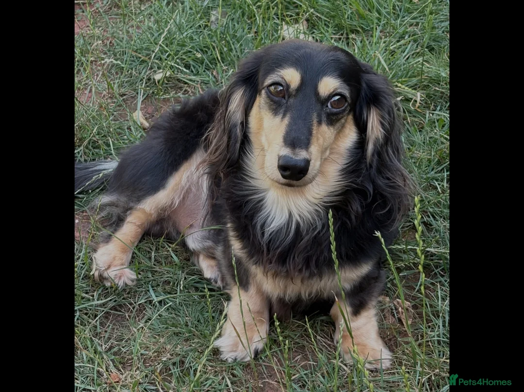 Miniature Dachshund dogs for sale: Stunning Miniature Silky Wire Haired Dachshunds  in Torquay - Advert 12