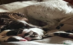 English Springer Spaniel dogs for sale: Springer spaniel puppies - Image 11
