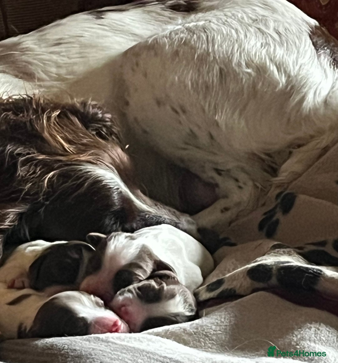 English Springer Spaniel dogs for sale: Springer spaniel puppies - Image 11