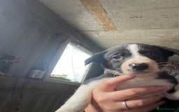 Border Collie dogs for sale: 6 border collies looking for there forever homes  - Image 2