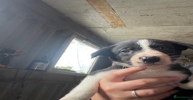 Border Collie dogs - Advert 12