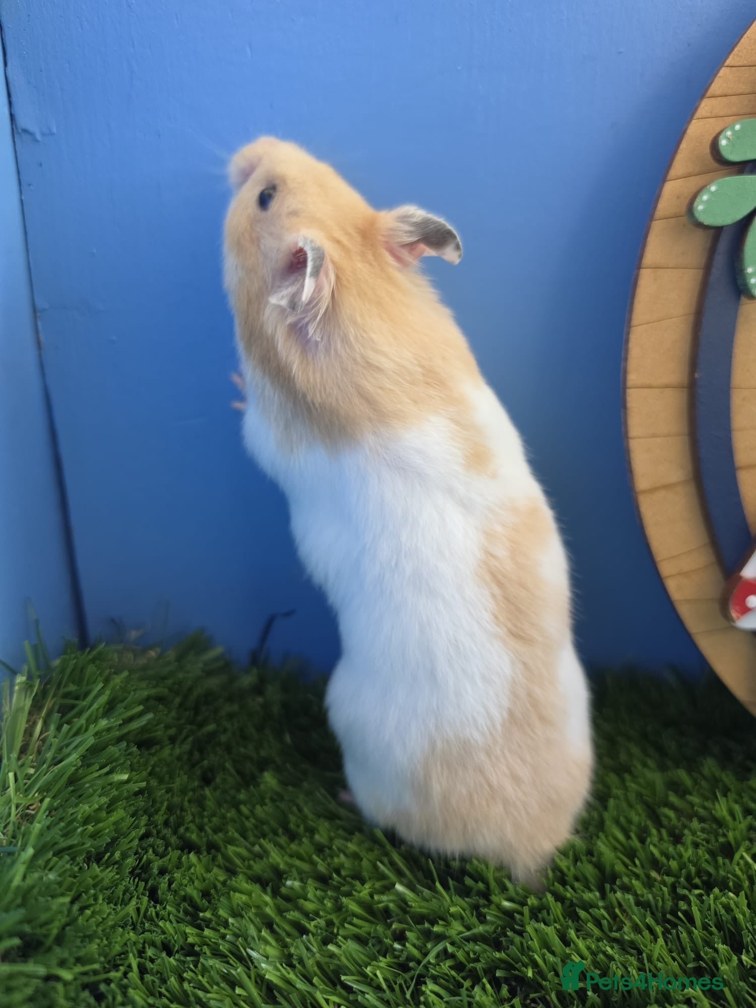 Hamster rodents Syrian Hamster Baby Male Pedigree Boy  - Advert 2