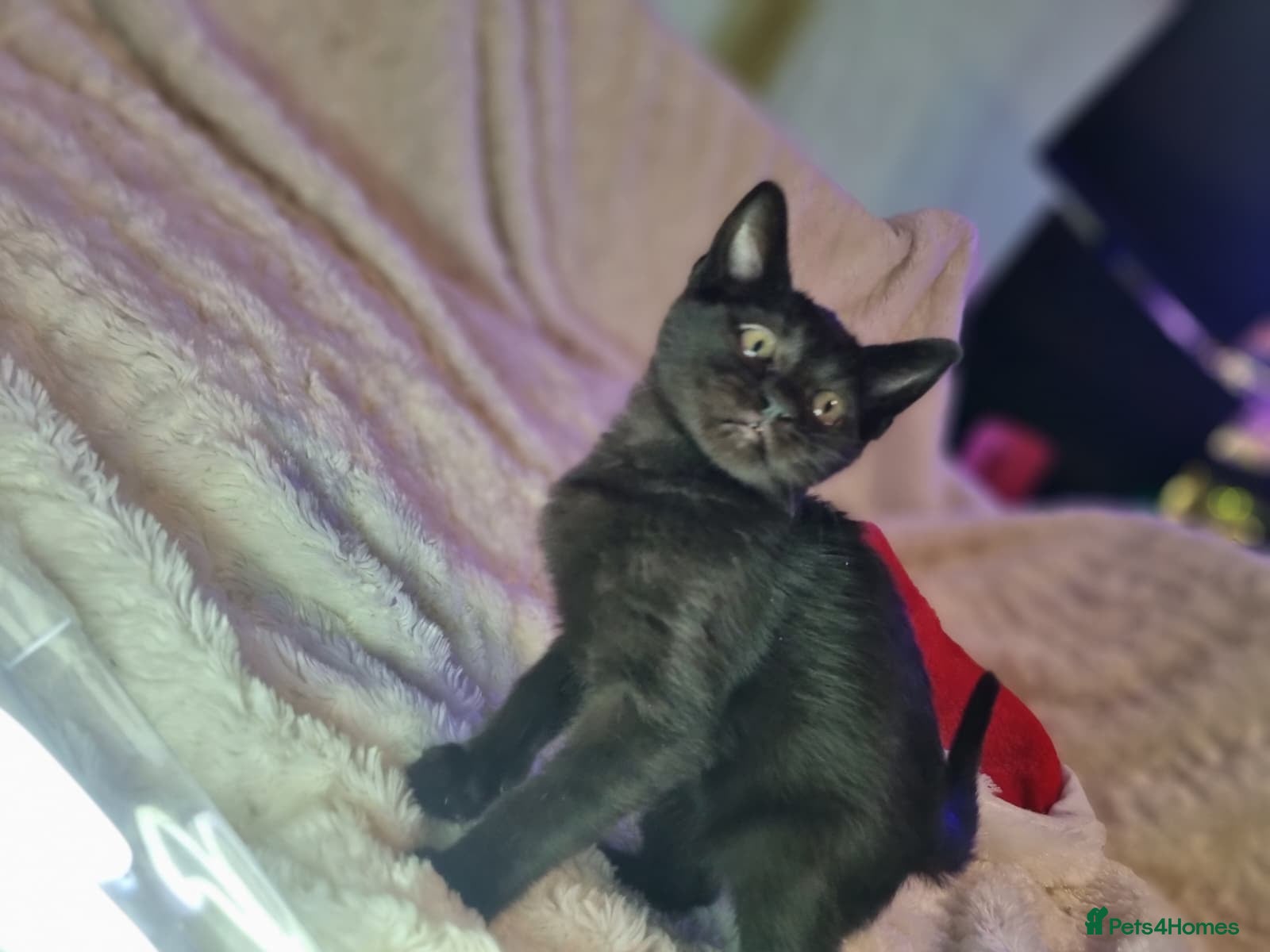 Lykoi cats Lykoi British short-haired kittens - Advert 5