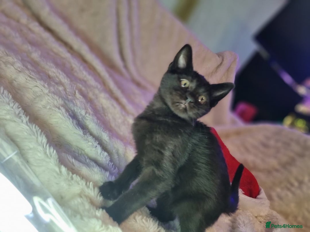 Lykoi cats for sale: Lykoi British short-haired kittens - Advert 15