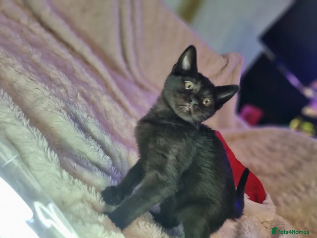 Lykoi cats for sale: Lykoi British short-haired kittens - Advert 2