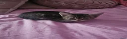 Bengal cats for sale: Girl kittens - Advert 13