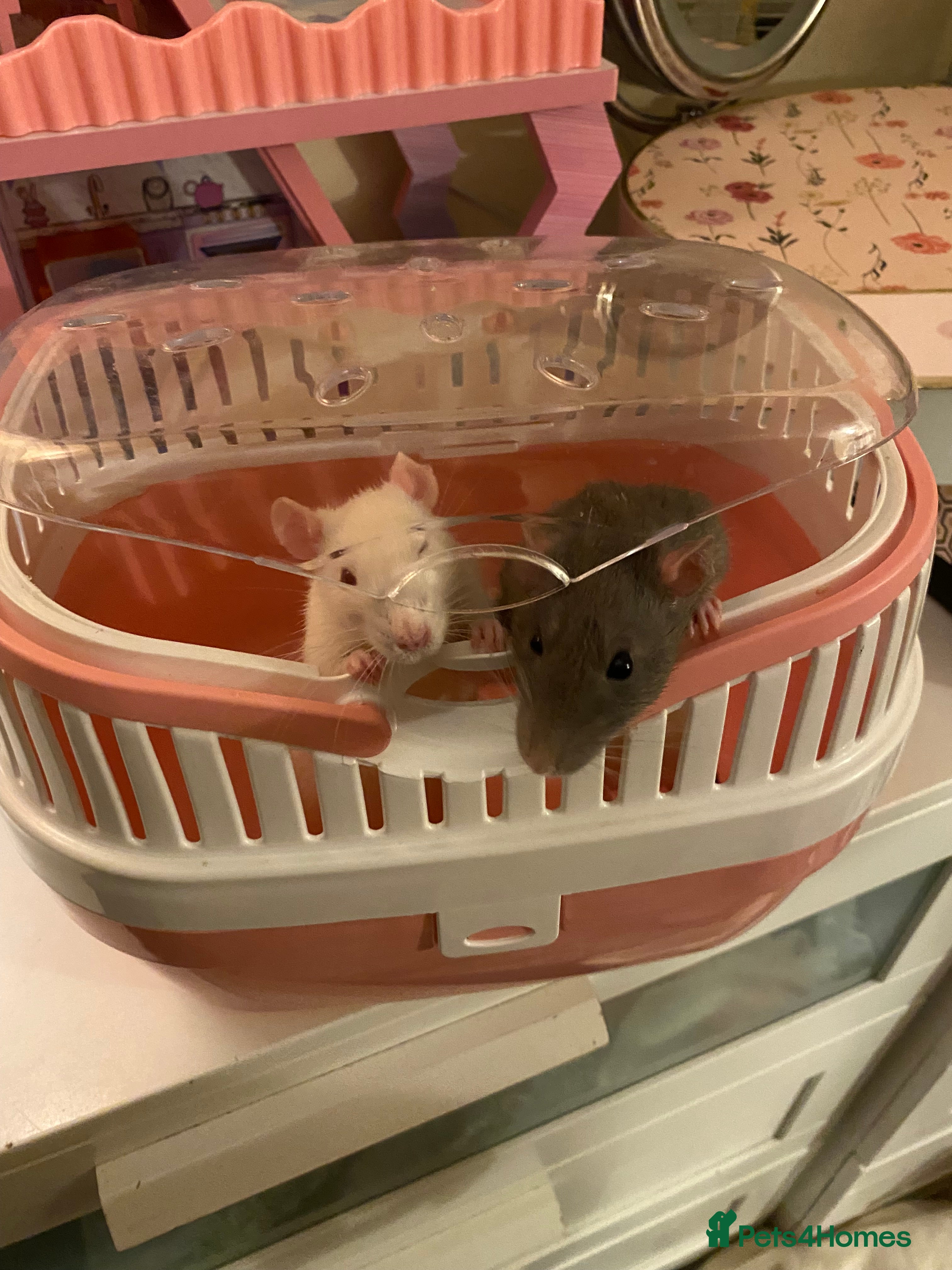 Rat rodents Baby rats and cage  - Advert 3