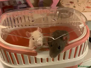 Rat rodents Baby rats and cage - Advert 3