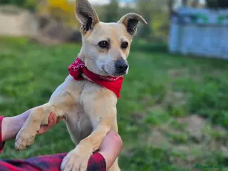 Mixed Breed dogs ❤️🐶 STELLA – SMALL BODY, HUGE HEART, ENDLESS LOVE - Advert 1