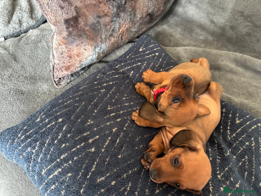 Miniature Dachshund dogs for sale: Stunning Brindle Dachshunds  - Image 10