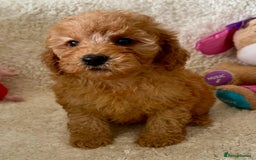 Maltipoo dogs for sale: OUTSTANDING LITTER OF MALTIPOO PUPPIES - Image 5