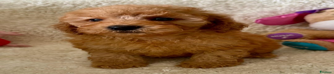 Maltipoo Puppy 2