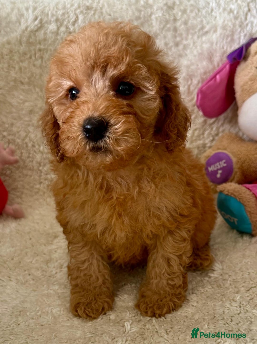 Maltipoo dogs for sale: OUTSTANDING LITTER OF MALTIPOO PUPPIES - Image 5