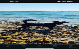 Mixed Breed dogs for sale: KC COCKER X MINI COLLIE PUPS  - Advert 14