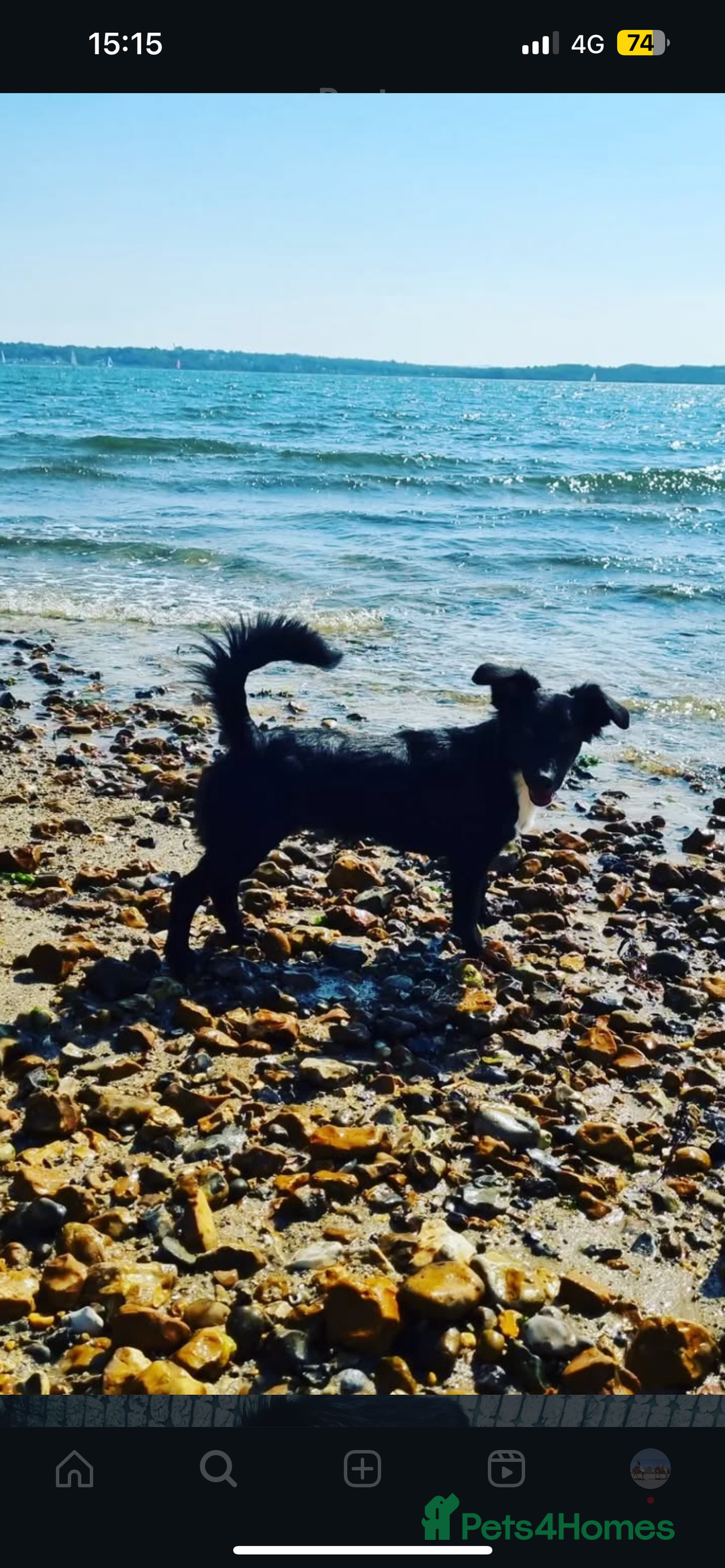 Mixed Breed dogs for sale: KC COCKER X MINI COLLIE PUPS  - Advert 14