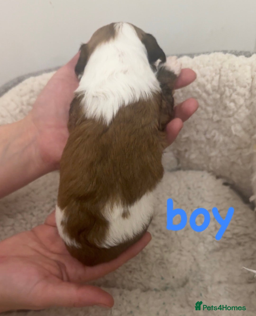Jackapoo dogs for sale: Cavapoo x jack Russell puppies  - Image 4