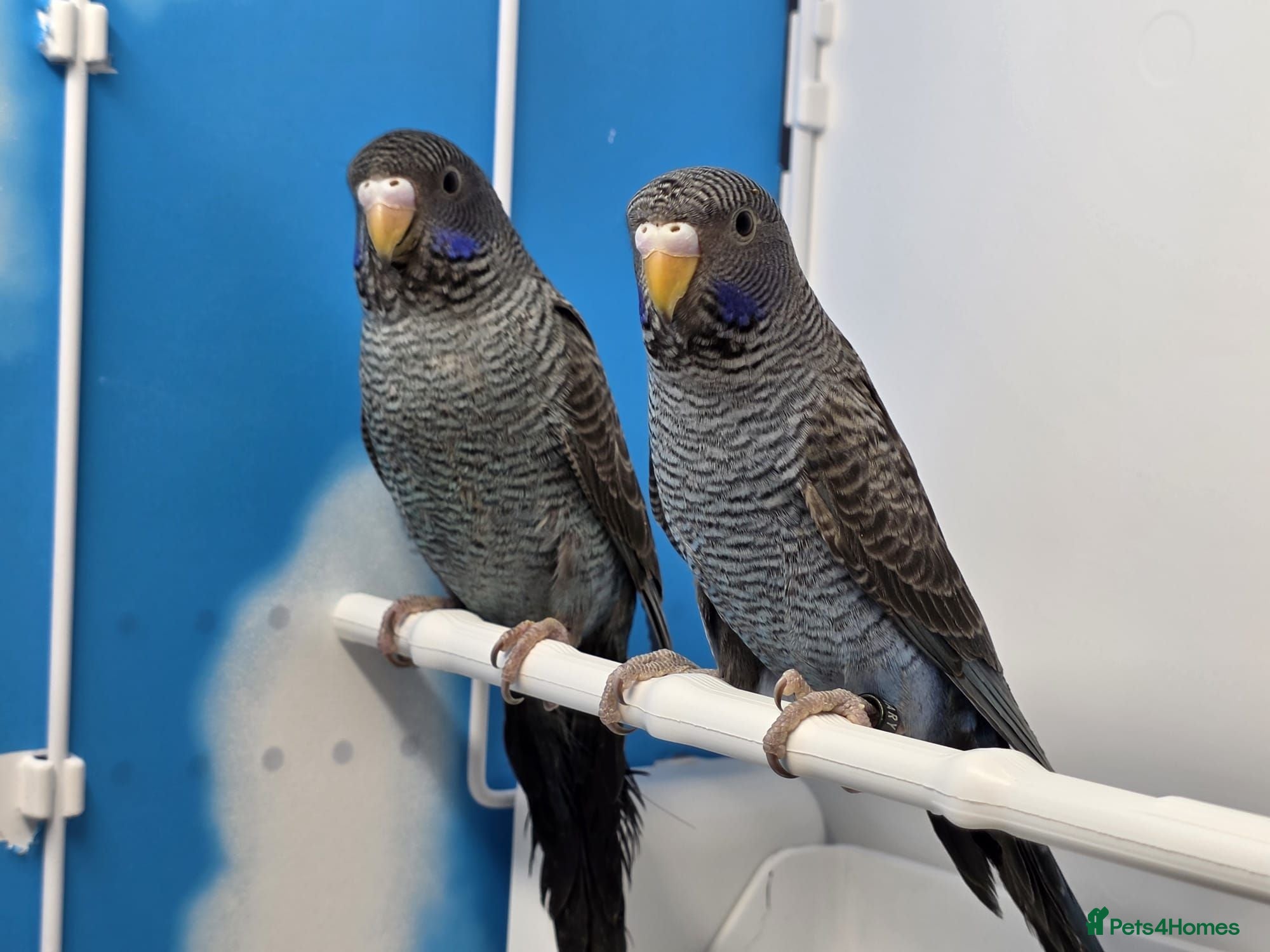 Budgerigars birds Stunning Budgies, various colors & Mutations - Advert 1